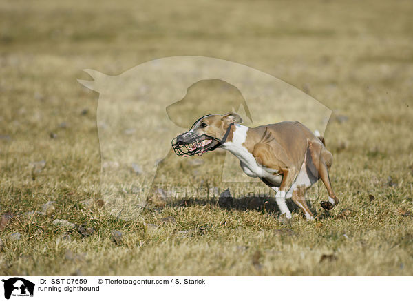 rennender Whippet / running sighthound / SST-07659
