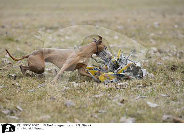 rennender Whippet / running sighthound / SST-07667