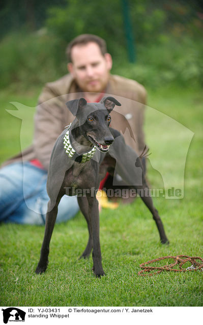 stehender Whippet / standing Whippet / YJ-03431