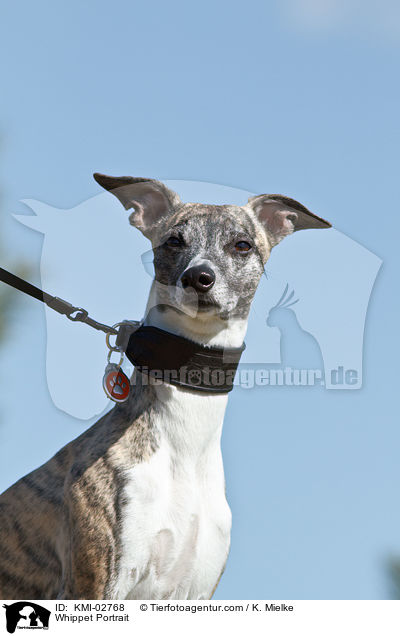 Whippet Portrait / Whippet Portrait / KMI-02768