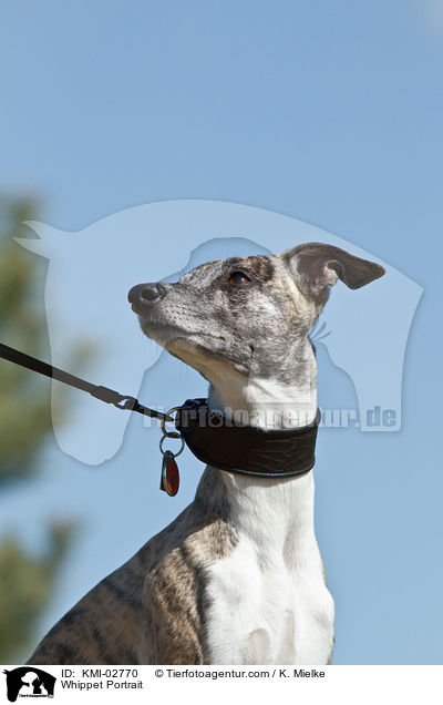 Whippet Portrait / Whippet Portrait / KMI-02770