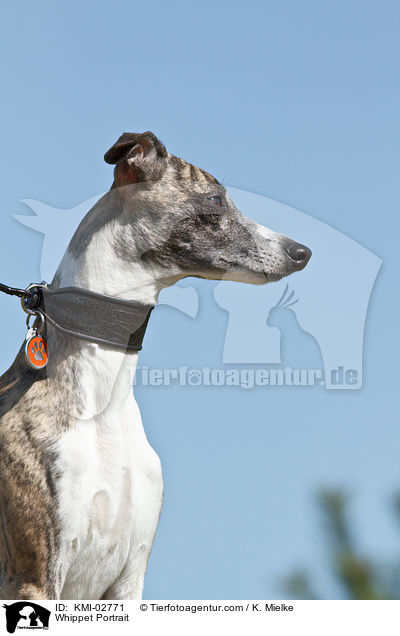 Whippet Portrait / Whippet Portrait / KMI-02771