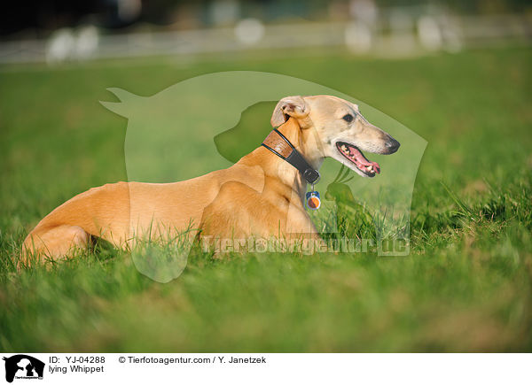 liegender Whippet / lying Whippet / YJ-04288