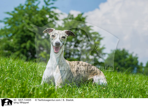 lying Whippet / SST-14465