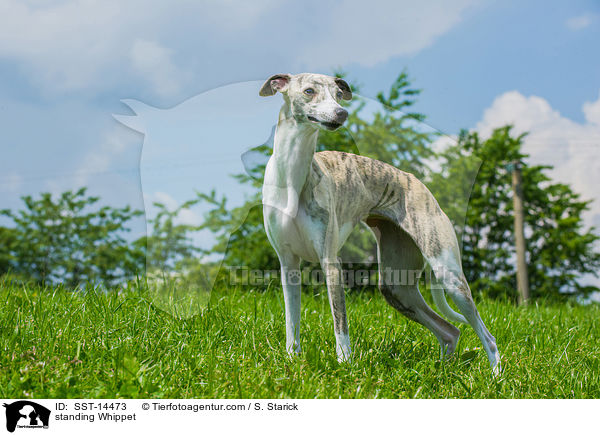 standing Whippet / SST-14473