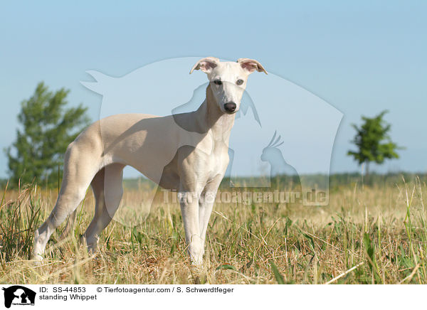 stehender Whippet / standing Whippet / SS-44853