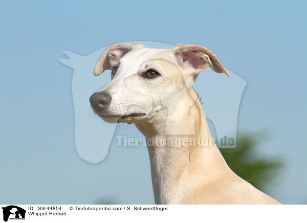 Whippet Portrait / SS-44854