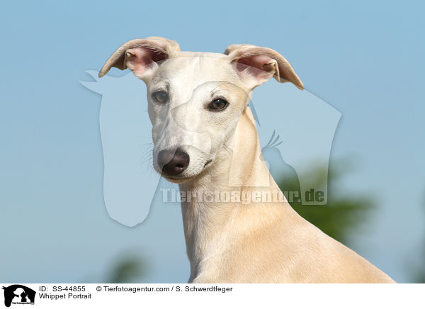 Whippet Portrait / SS-44855