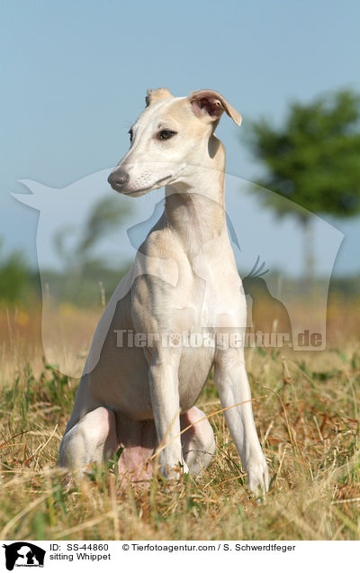 sitting Whippet / SS-44860