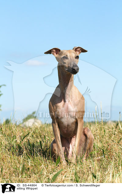 sitting Whippet / SS-44864