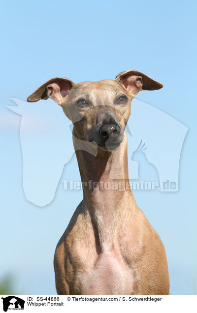 Whippet Portrait / SS-44866