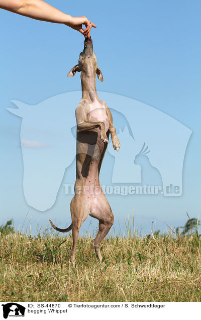 Whippet macht Mnnchen / begging Whippet / SS-44870