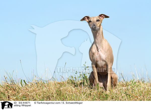 sitting Whippet / SS-44871
