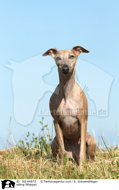 sitting Whippet / SS-44872