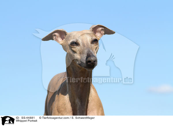 Whippet Portrait / SS-44881
