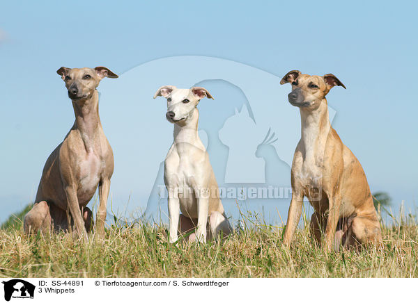 3 Whippets / SS-44891