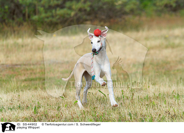 spielender Whippet / playing Whippet / SS-44902