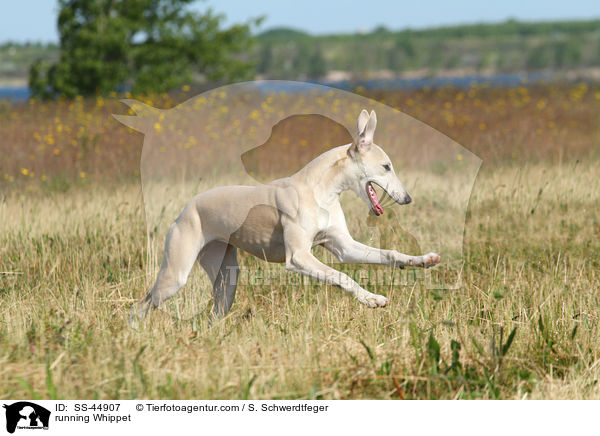 running Whippet / SS-44907