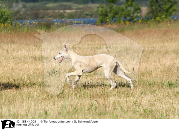 rennender Whippet / running Whippet / SS-44908