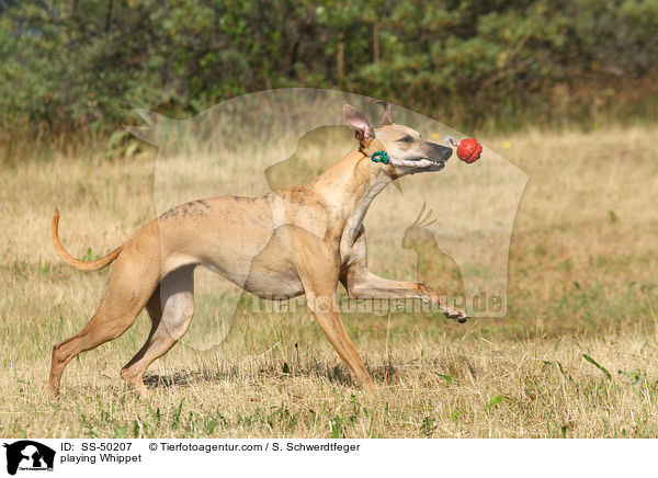 playing Whippet / SS-50207