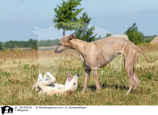 2 Whippets / 2 Whippets / SS-50219