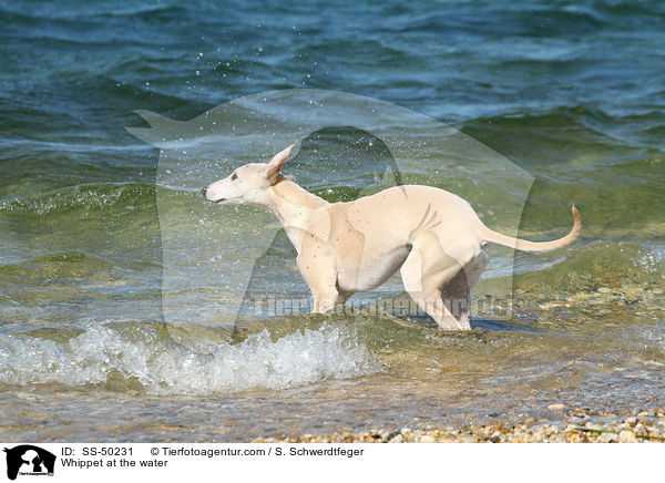 Whippet am Wasser / Whippet at the water / SS-50231