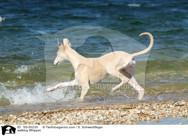 laufender Whippet / walking Whippet / SS-50235