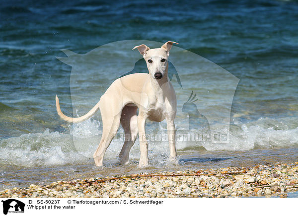 Whippet am Wasser / Whippet at the water / SS-50237