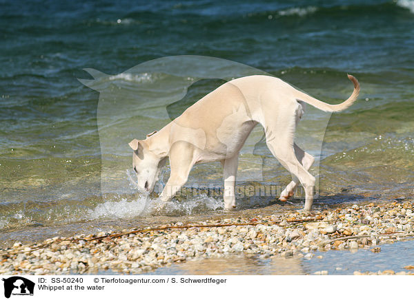 Whippet am Wasser / Whippet at the water / SS-50240