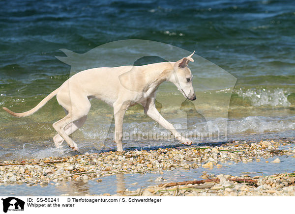 Whippet am Wasser / Whippet at the water / SS-50241