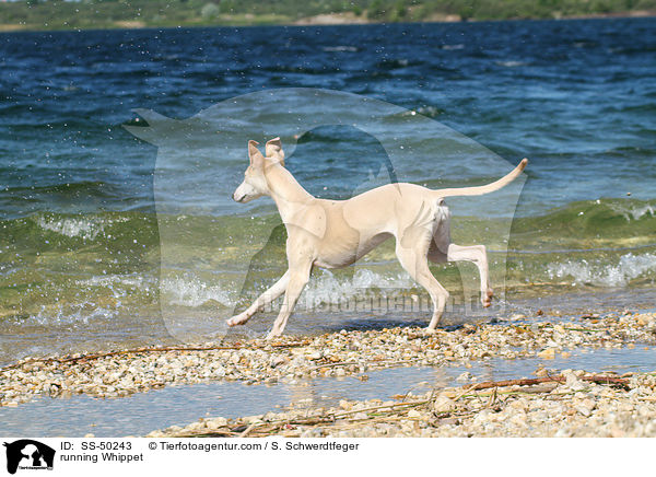 rennender Whippet / running Whippet / SS-50243