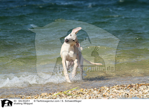 Whippet schttelt sich / shaking Whippet / SS-50251