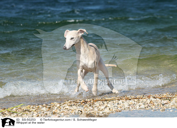Whippet am Wasser / Whippet at the water / SS-50253