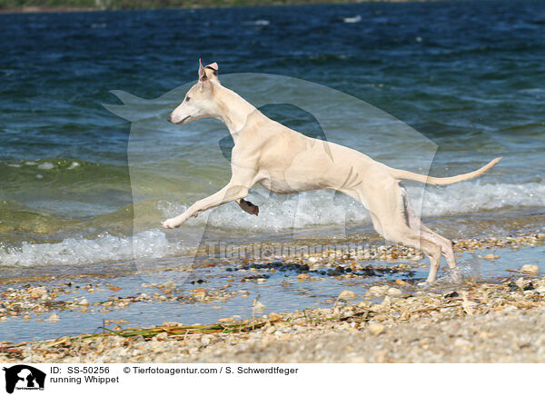 rennender Whippet / running Whippet / SS-50256