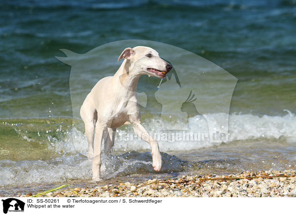 Whippet am Wasser / Whippet at the water / SS-50261
