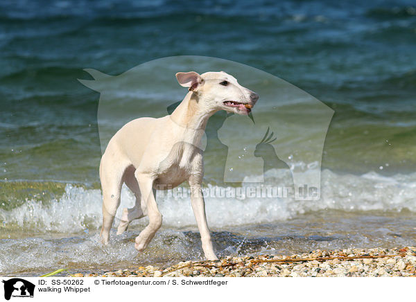 laufender Whippet / walking Whippet / SS-50262