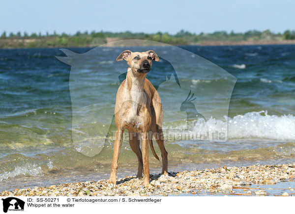Whippet am Wasser / Whippet at the water / SS-50271