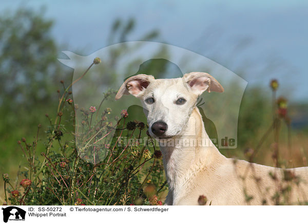 Whippet Portrait / Whippet Portrait / SS-50272