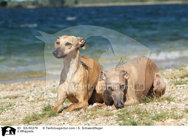 2 Whippets / 2 Whippets / SS-50276