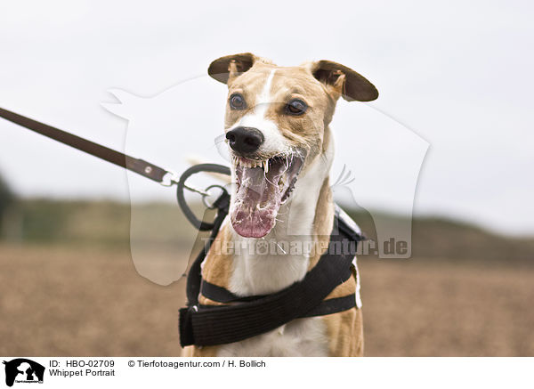 Whippet Portrait / Whippet Portrait / HBO-02709