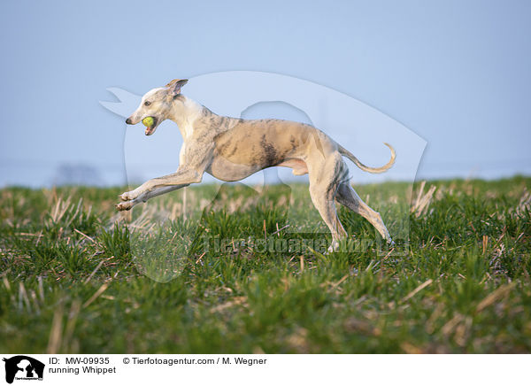 rennender Whippet / running Whippet / MW-09935