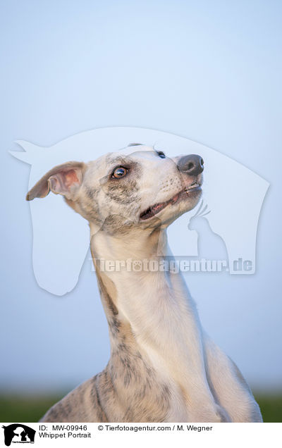 Whippet Portrait / MW-09946