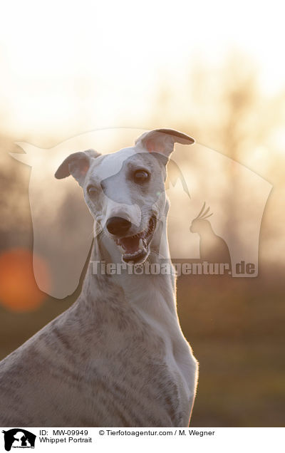 Whippet Portrait / Whippet Portrait / MW-09949