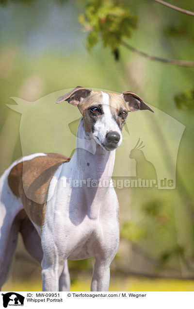 Whippet Portrait / Whippet Portrait / MW-09951