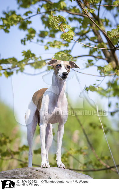 stehender Whippet / standing Whippet / MW-09952