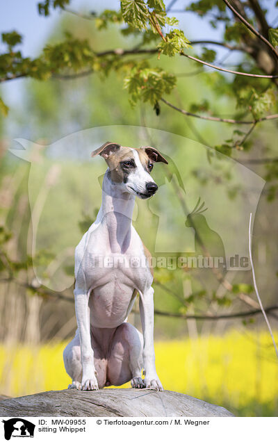 sitting Whippet / MW-09955