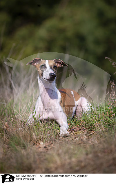 lying Whippet / MW-09964