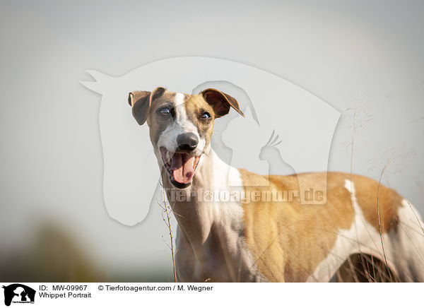 Whippet Portrait / Whippet Portrait / MW-09967