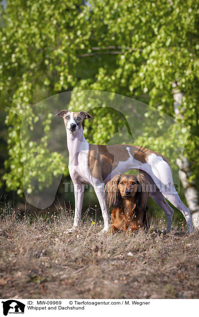 Whippet and Dachshund / MW-09969
