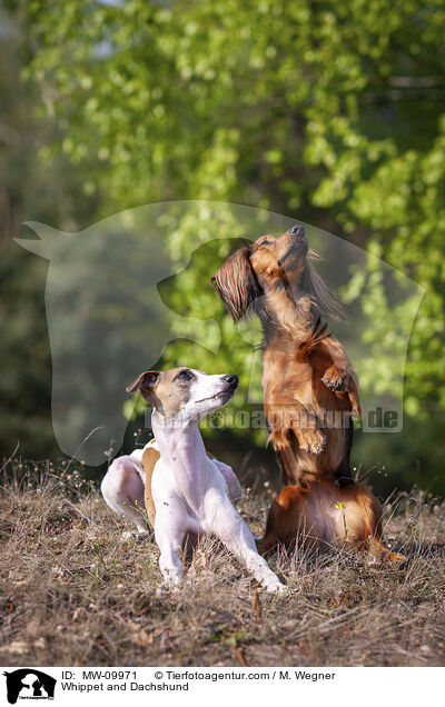 Whippet and Dachshund / MW-09971